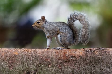 38 Types Of Squirrels Field Guide Names Photos And More Outforia