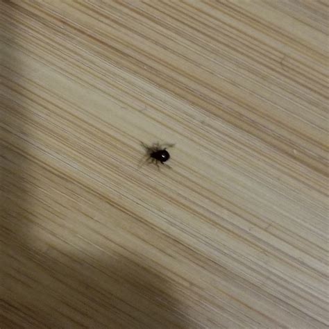 Identifying Small Black Bugs Thriftyfun Vrogue