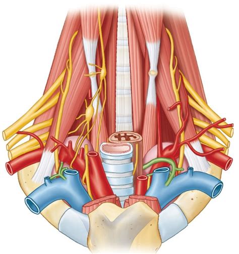 Branches Of Subclavian Diagram Quizlet