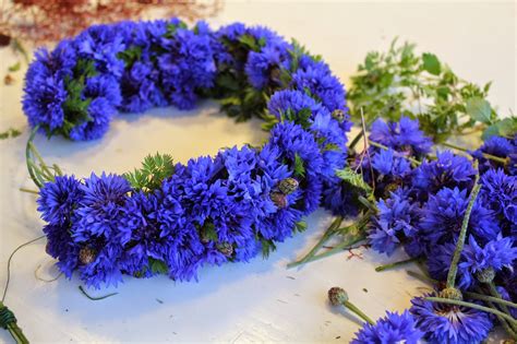 A midsommarkrans is usually worn during the midsummer celebrations in sweden. Blomsterkänsla: Midsommarkrans av blåklint