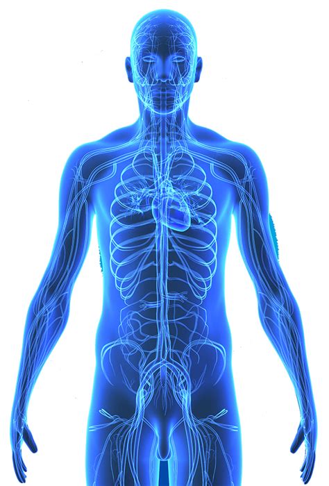 Human anatomy diagrams show internal organs, cells, systems, conditions, symptoms and sickness information and/or tips for healthy. Body PNG Transparent Images | PNG All