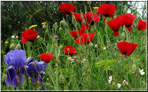 ⬇ téléchargez des images vectorielles pour coquelicots ✔ banque de vecteurs avec des millions d'illustrations et de dessins libres de droits ▶ prix abordables. Photo fleur coquelicot - Photo de fleur : Une pensee fleuriste