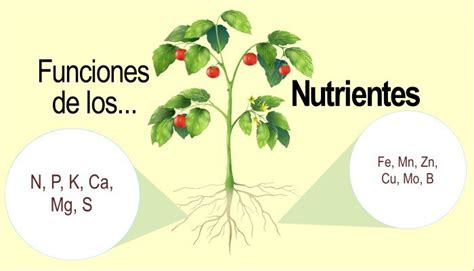 Funciones De Los Nutrientes En Las Plantas Infoagronomia