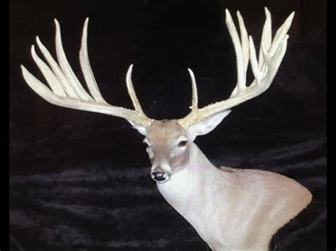 Whitetail Deer Breeders In Louisiana Doe Genetics Deer Ridge Whitetails