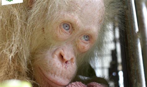 Rare Albino Orangutan Rescued From Captivity Could Be Released To Wild Say Charity Nature