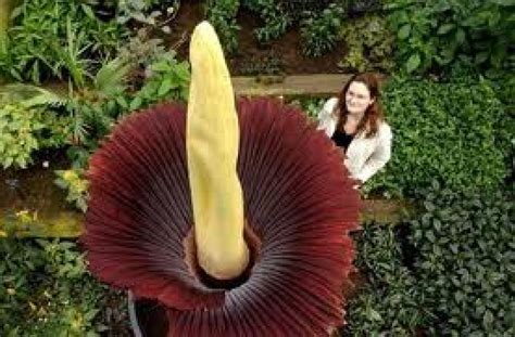 Es Conocida Como La Flor Cadáver La Flor Más Grande Del Mundo Huele