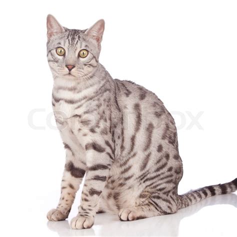 Cats are animals that are very independent and really don't need any kind of emotional affection. Bengal cat sitting sideways isolated | Stock Photo | Colourbox