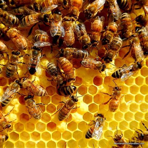 A Look Inside A New Honey Bee Hive Montana Homesteader Bee Hive