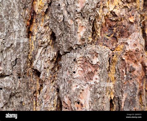 Texture Shot Of Brown Tree Bark Filling The Frame Stock Photo Alamy