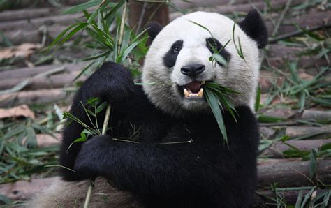 Scienceshot Warming World Is Shrinking Panda Habitats Science Aaas