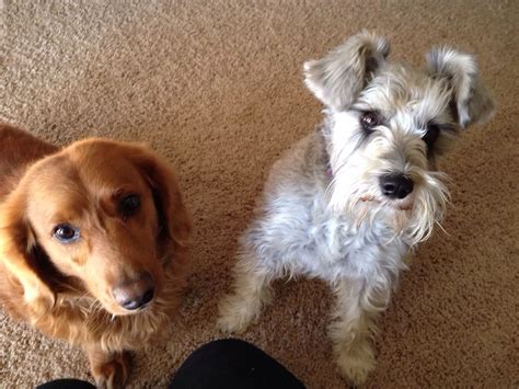 They have a characteristic beard that gives them an. Stanford the long-haired Dachshund and Coco the Miniature ...