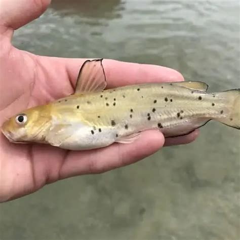 Freshwater Catfish Of North America Id Pics Pond Informer