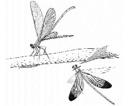 Dorfstrasse 40, rieseby, 24354, germany. Courtship In Neurobasis Chinensis With Female Exhibiting ...