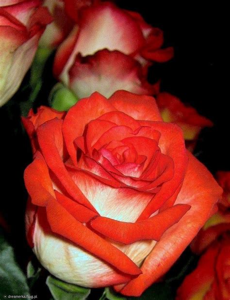 Róże Z Rajskiego Ogrodu Piękne Pachną Nad Podziw Kochają Mroczne