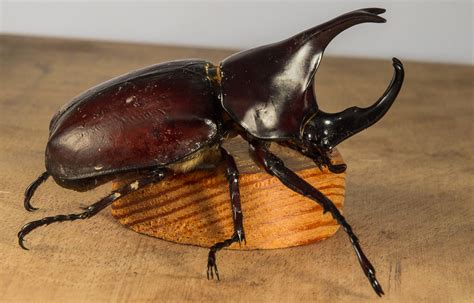 無料画像 ホーン 昆虫 動物相 無脊椎動物 甲虫 マクロ撮影 節足動物 熱帯カブトムシ スカラブ