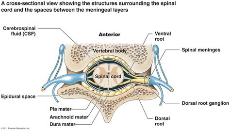 Spinal Cord Cross Section Jamariroppoole