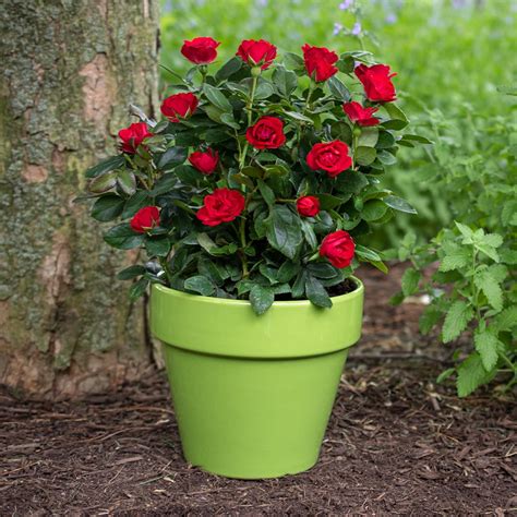 Petite Knock Out Rose Bush 1 Gallon Dwarf Flowering Semi Evergreen