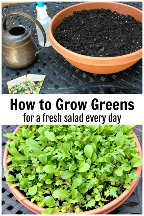 How To Grow Your Own Lettuce Bowl Growing Vegetables Growing Lettuce