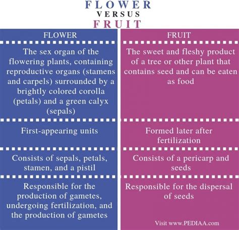 What Is The Difference Between Flower And Fruit Pediaacom