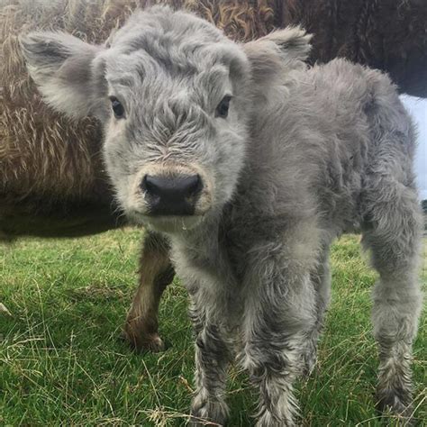 The highland cow is the oldest registered breed of cattle in the world. Highland Cattle Calves: Probably the Most Adorable Calves ...