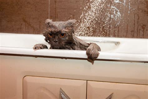 A Guide On How To Bathe A Cat Who Hates Water