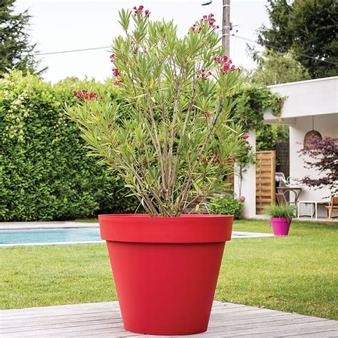 La fait investissement parcelle plante exterieur en pot pas cher