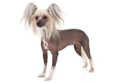 Chinese Crested Dog Breed Information All You Need To Know Dog
