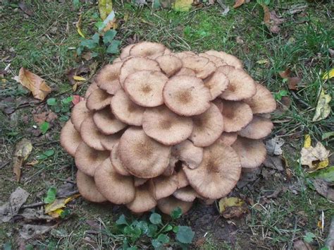 Wild Mushroom Identification Charts Mushrooms Growing Wild In South