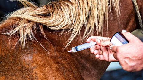 Horse Tranquilizer Xylazine Keeps Showing Up In Humans Fentanyl Drug