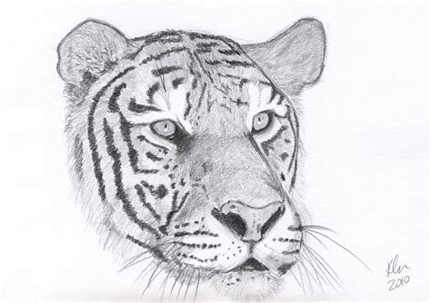 How To Draw A Tiger Face Step By Step At Drawing Tutorials