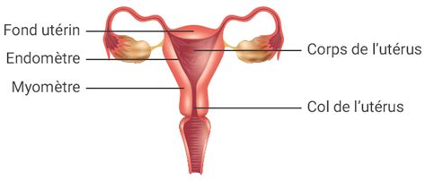 Anatomie De La Femme La D Couverte Des Organes G Nitaux Internes