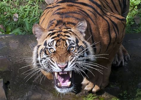 Tiger Sumatran Scream Majestic Animals Big Cats Tiger