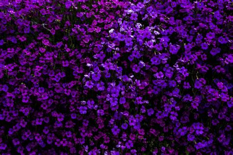 Exploring The Meaning Of Purple Flowers Floraqueen En