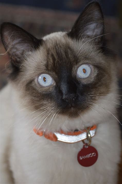 Free Photo Feline Pet Siamese Cat Cat Blue Eyes Balinese Max Pixel