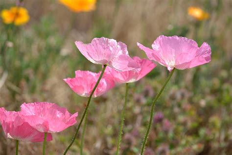 Pretty Iceland Poppy Flowers In Spring Photograph By P S