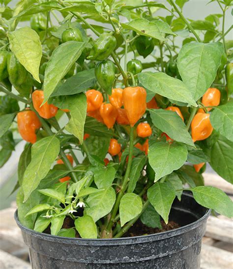 Orange Habanero Pepper Seedscapsicum Chinenseover 40 Times Hotter