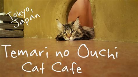 Reina scully (@reinascully) and tiffa (@tiffako) visit mocha, a popular cat café chain in tokyo! /ᐠ｡ꞈ｡ᐟ\ Temari no Ouchi Cat Cafe in Tokyo, Japanてまりのおうち A ...