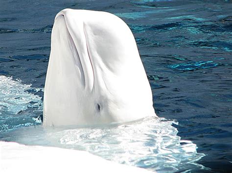 Beluga Whale White Whale