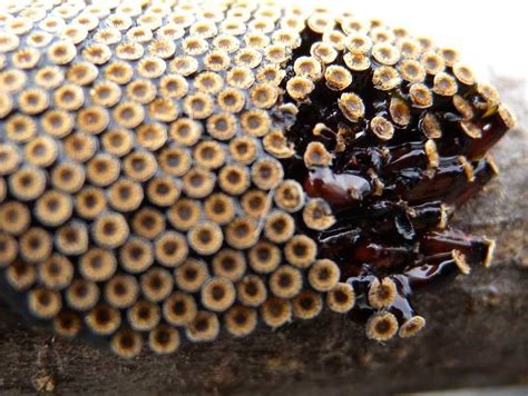 Beneficial Insects Insect Eggs Trypophobia Beneficial Insects