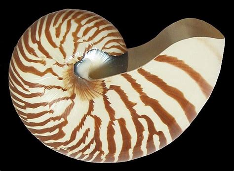 Nautilus Pompilius Shell Ocean Treasures Sea And Ocean Nautilus