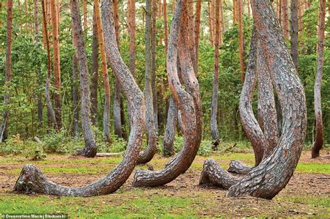 The Worlds Most Magical Forests Revealed In Stunning New Book From