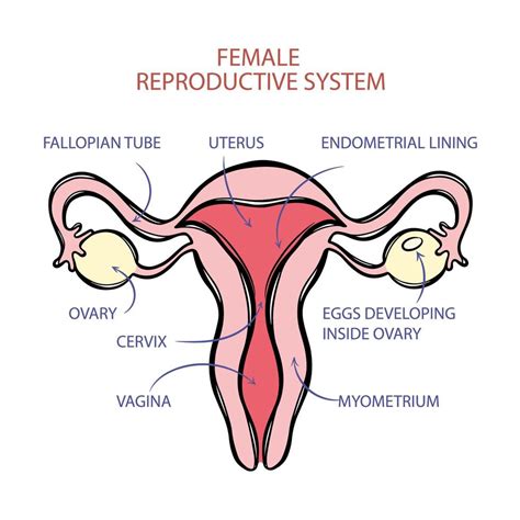 Female Reproductive System Scheme Medicine Education Vector