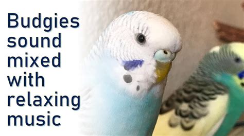 Relaxing Budgies Bird Sound With Mediation Music Healing Music For