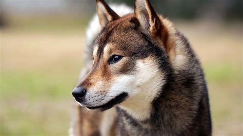 Shikoku Dog Price Temperament Life Span
