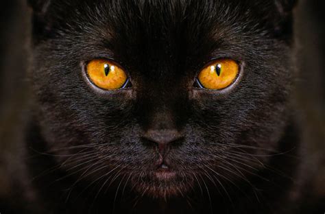 Cat Eye Colours Cat World