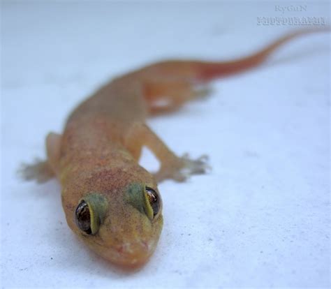 MEMBUNUH CICAK, DAPAT PAHALA | the.N.com