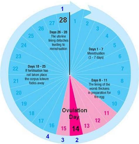 Menstrual Cycle Phases Calendar Prntbl Concejomunicipaldechinu Gov Co