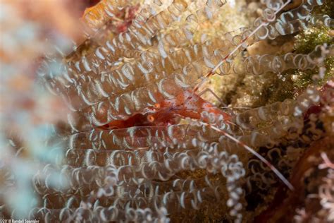 Red Snapping Shrimp Alpheus Armatus Spanglers Scuba