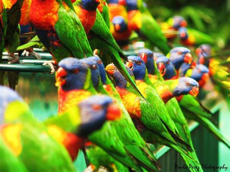 Amazing World And Fun Beautiful Colorful Birds Nature