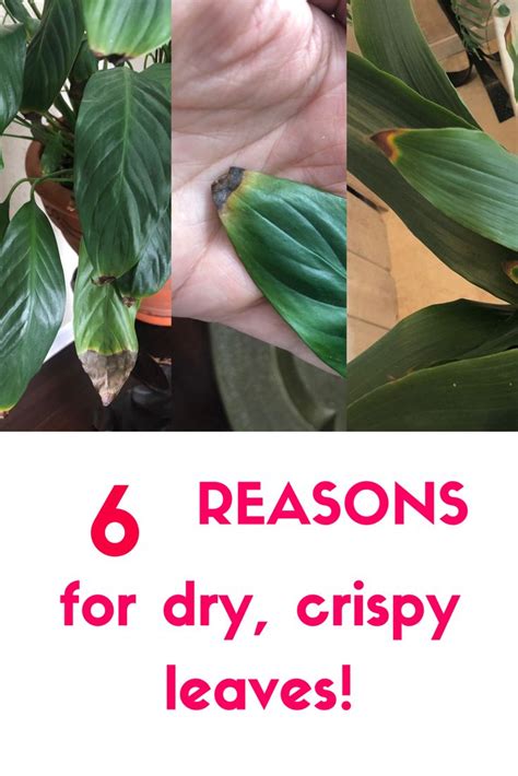 Are Your Plant Leaves Turning Brown And Crispy Artofit